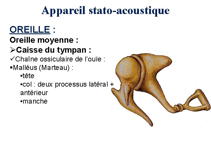 Appareil stato-acoustique OREILLE : Oreille moyenne : ØCaisse du tympan : üChaîne ossiculaire de