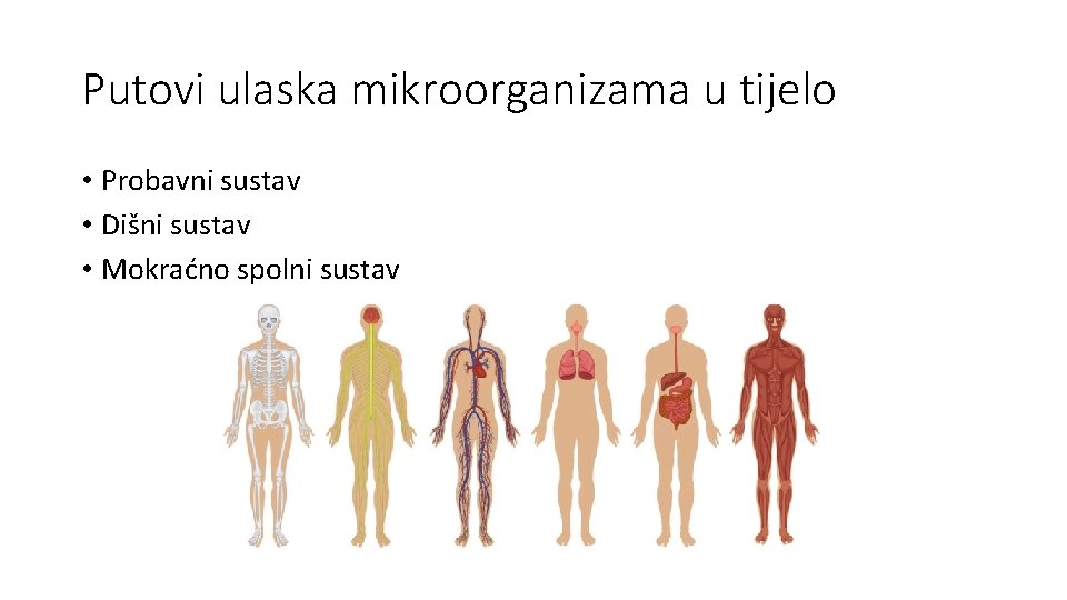 Putovi ulaska mikroorganizama u tijelo • Probavni sustav • Dišni sustav • Mokraćno spolni