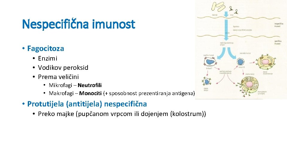 Nespecifična imunost • Fagocitoza • Enzimi • Vodikov peroksid • Prema veličini • Mikrofagi