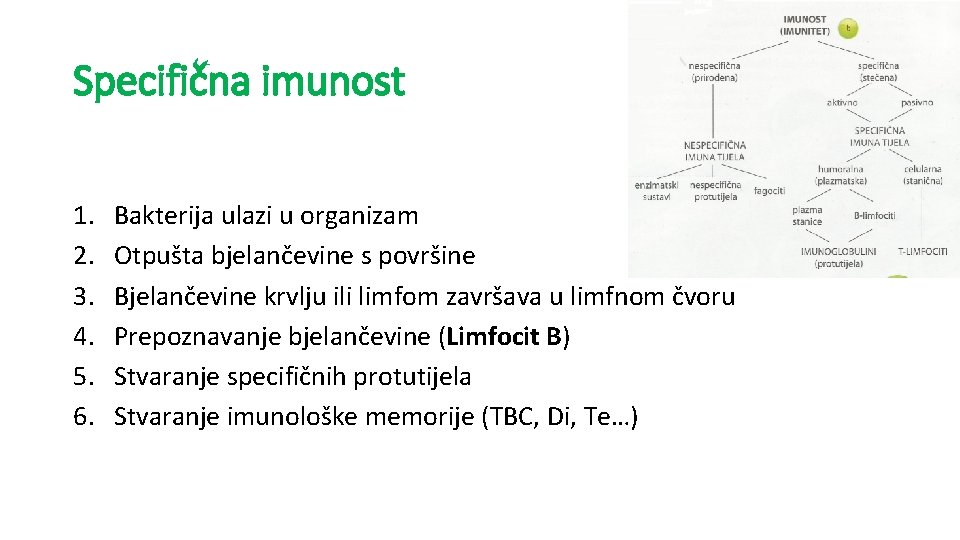 Specifična imunost 1. 2. 3. 4. 5. 6. Bakterija ulazi u organizam Otpušta bjelančevine