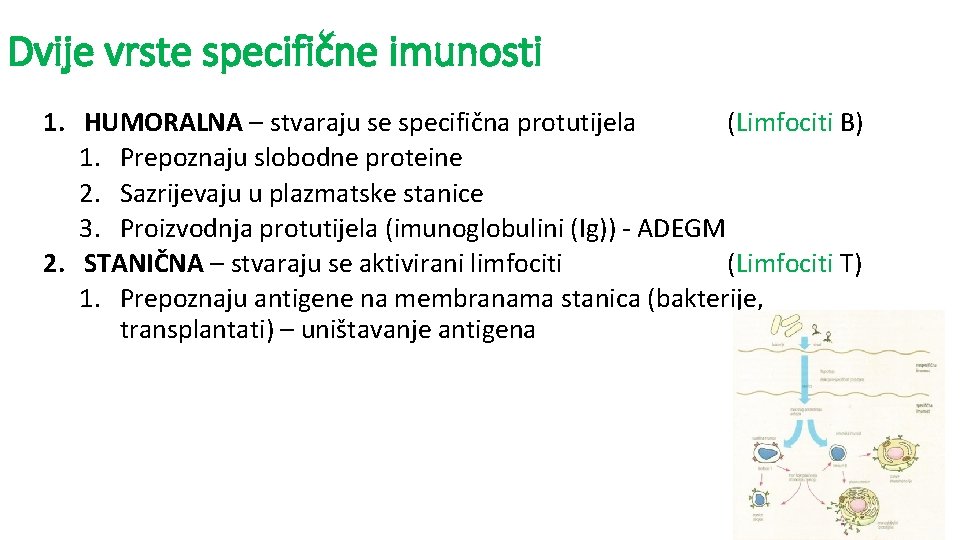 Dvije vrste specifične imunosti 1. HUMORALNA – stvaraju se specifična protutijela (Limfociti B) 1.