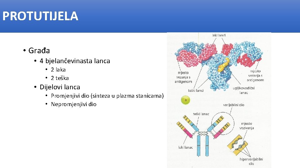 PROTUTIJELA • Građa • 4 bjelančevinasta lanca • 2 laka • 2 teška •