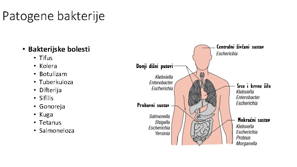 Patogene bakterije • Bakterijske bolesti • • • Tifus Kolera Botulizam Tuberkuloza Difterija Sifilis