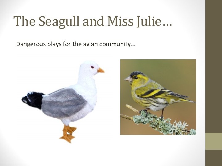 The Seagull and Miss Julie… Dangerous plays for the avian community… 