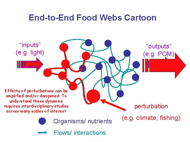 End-to-End Food Webs Cartoon “inputs” (e. g. light) “outputs” (e. g. POM) Effects of