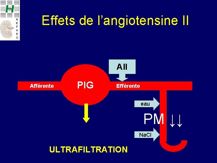 N E P H R O Effets de l’angiotensine II Afférente PIG Efférente eau