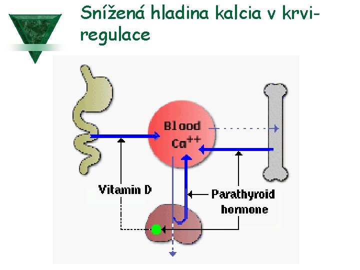 Snížená hladina kalcia v krviregulace 