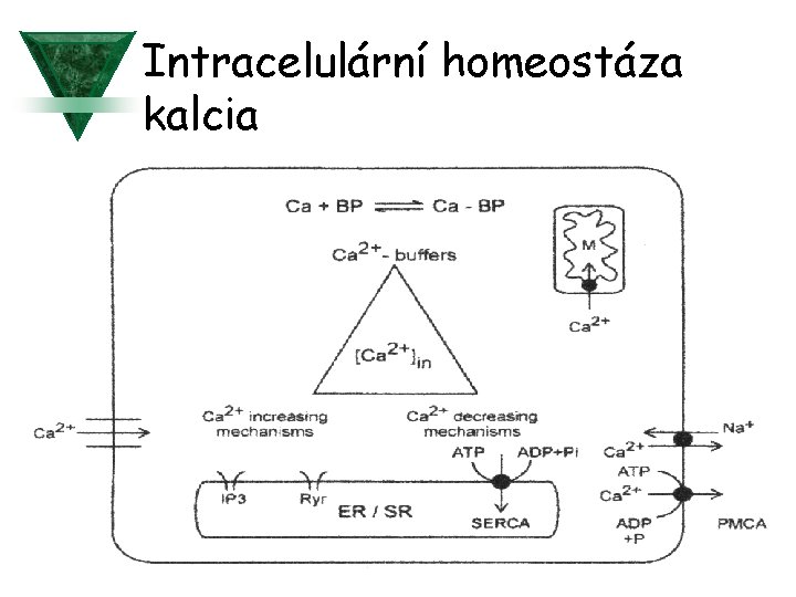 Intracelulární homeostáza kalcia 