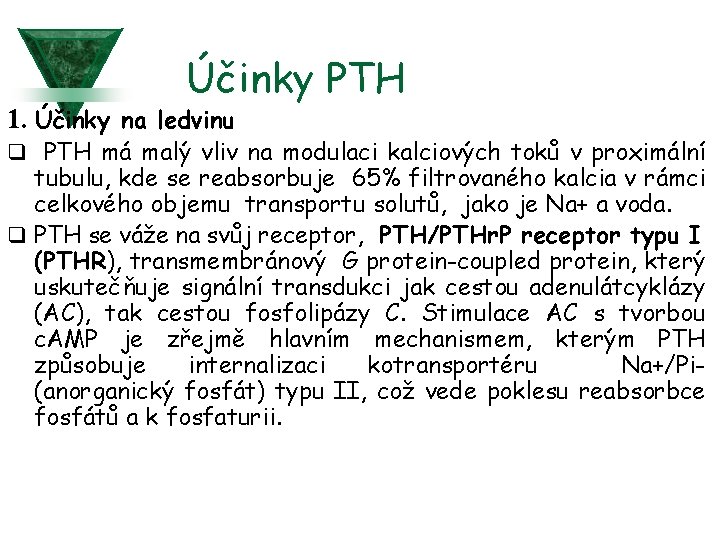 Účinky PTH 1. Účinky na ledvinu q PTH má malý vliv na modulaci kalciových