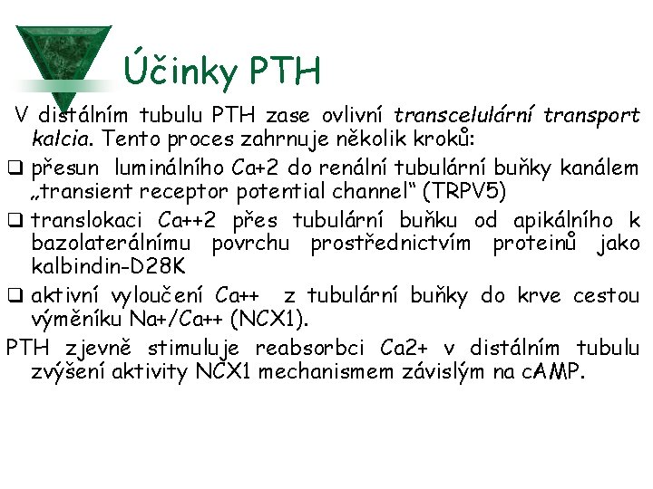 Účinky PTH V distálním tubulu PTH zase ovlivní transcelulární transport kalcia. Tento proces zahrnuje