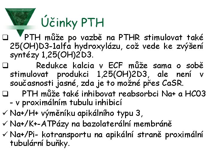 Účinky PTH q PTH může po vazbě na PTHR stimulovat také 25(OH)D 3 -1