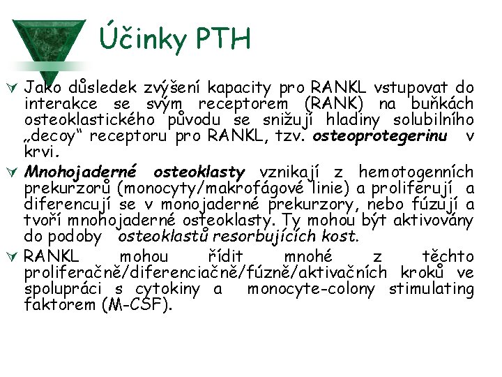 Účinky PTH Ú Jako důsledek zvýšení kapacity pro RANKL vstupovat do interakce se svým