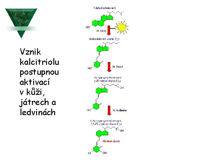 Vznik kalcitriolu postupnou aktivací v kůži, játrech a ledvinách 