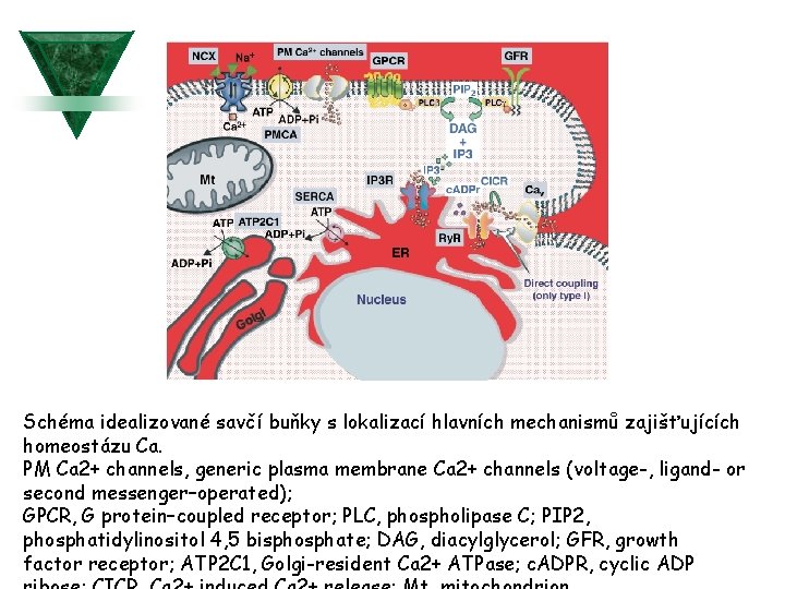 Schéma idealizované savčí buňky s lokalizací hlavních mechanismů zajišťujících homeostázu Ca. PM Ca 2+