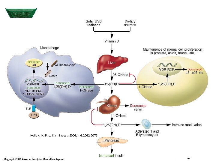 Holick, M. F. J. Clin. Invest. 2006; 116: 2062 -2072 Copyright © 2006 American