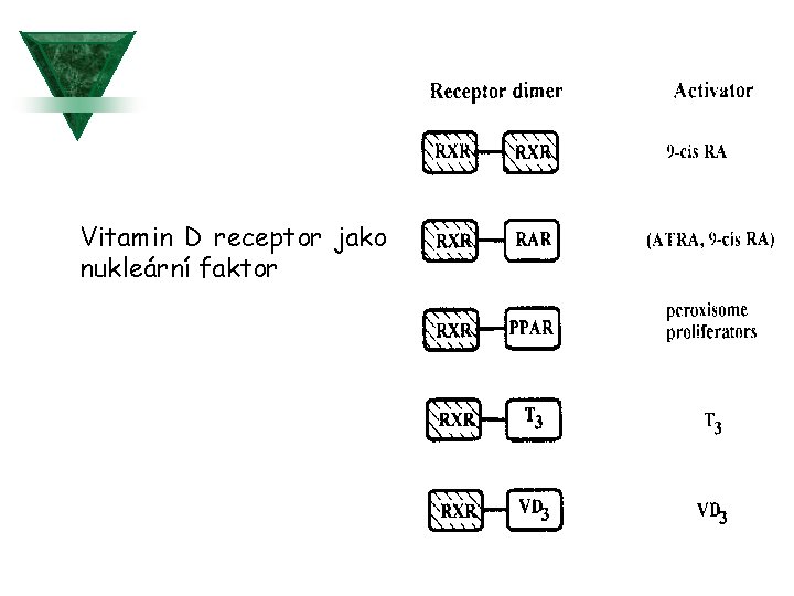 Vitamin D receptor jako nukleární faktor 