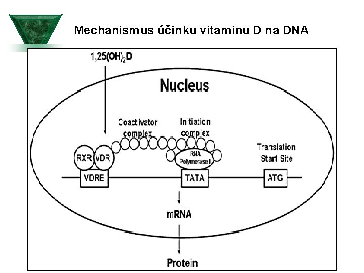 Mechanismus účinku vitaminu D na DNA 
