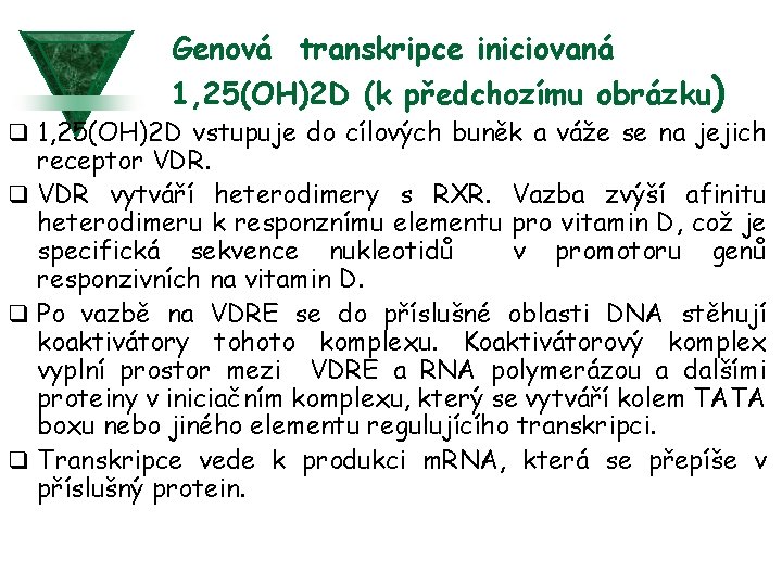 Genová transkripce iniciovaná 1, 25(OH)2 D (k předchozímu obrázku) q 1, 25(OH)2 D vstupuje