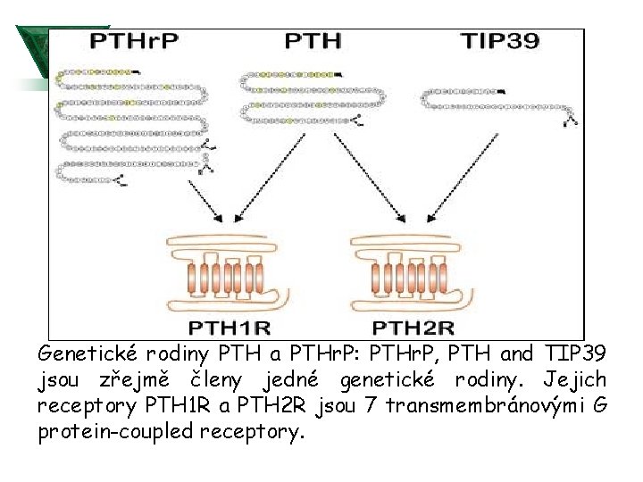 Genetické rodiny PTH a PTHr. P: PTHr. P, PTH and TIP 39 jsou zřejmě