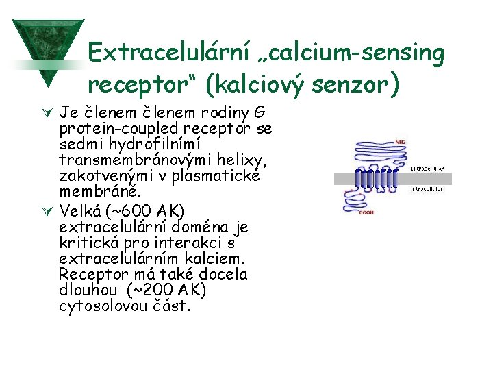 Extracelulární „calcium-sensing receptor“ (kalciový senzor) Ú Je členem rodiny G protein-coupled receptor se sedmi