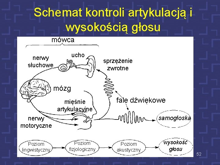 Schemat kontroli artykulacją i wysokością głosu mówca ucho nerwy słuchowe sprzężenie zwrotne mózg mięśnie