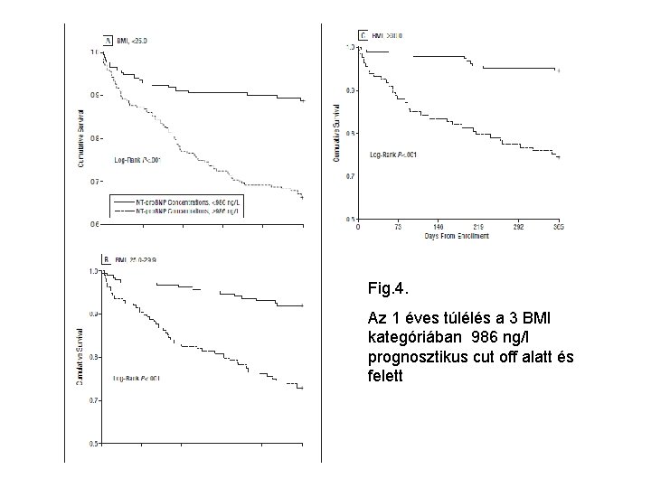 Fig. 4. Az 1 éves túlélés a 3 BMI kategóriában 986 ng/l prognosztikus cut