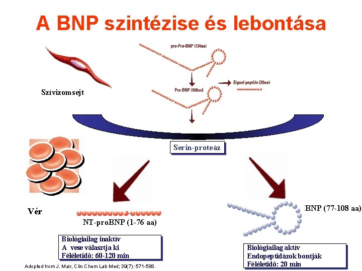 A BNP szintézise és lebontása Szívizomsejt Serin-proteáz BNP (77 -108 aa) Vér NT-pro. BNP