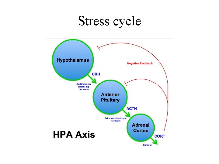Stress cycle 