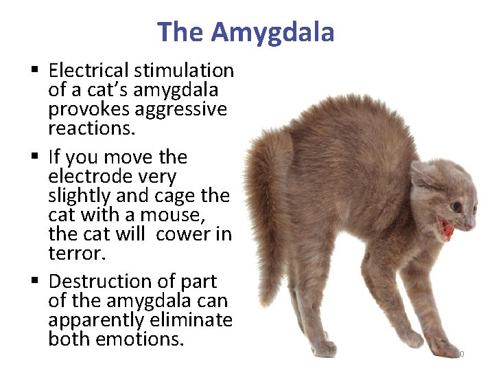 The Amygdala § Electrical stimulation of a cat’s amygdala provokes aggressive reactions. § If