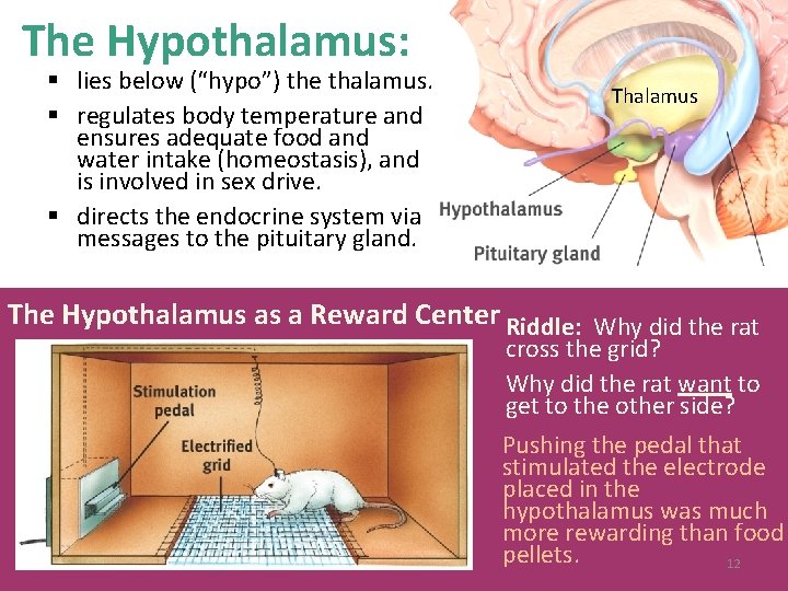 The Hypothalamus: § lies below (“hypo”) the thalamus. § regulates body temperature and ensures