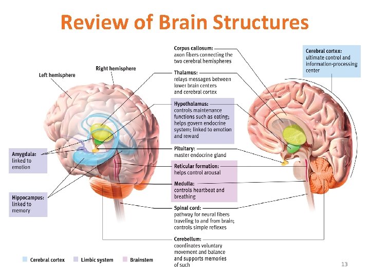 Review of Brain Structures 13 