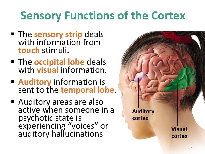 Sensory Functions of the Cortex § The sensory strip deals with information from touch