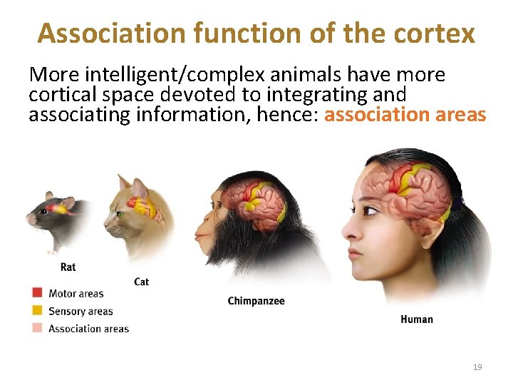 Association function of the cortex More intelligent/complex animals have more cortical space devoted to