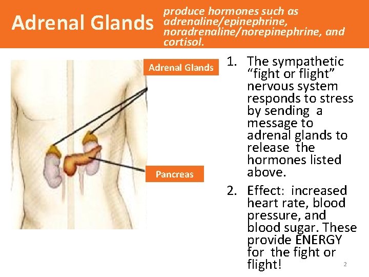 Adrenal Glands produce hormones such as adrenaline/epinephrine, noradrenaline/norepinephrine, and cortisol. Adrenal Glands Pancreas 1.