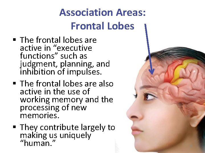 Association Areas: Frontal Lobes § The frontal lobes are active in “executive functions” such