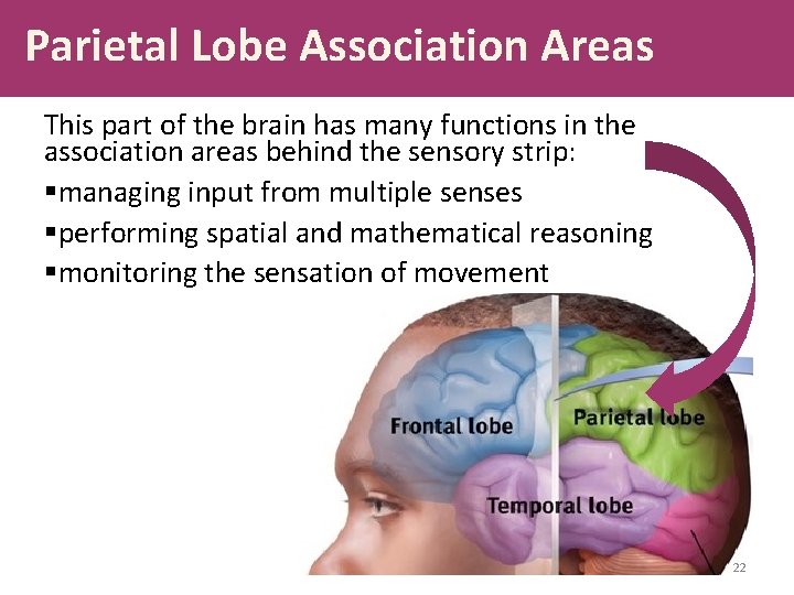 Parietal Lobe Association Areas This part of the brain has many functions in the