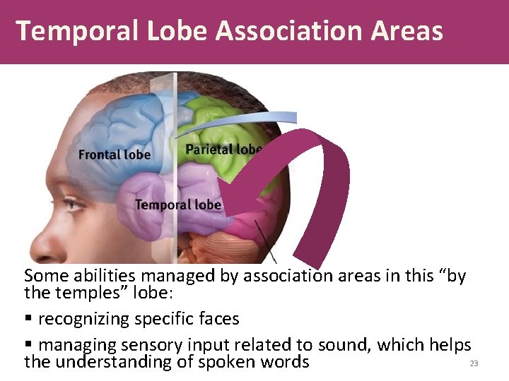 Temporal Lobe Association Areas Some abilities managed by association areas in this “by the