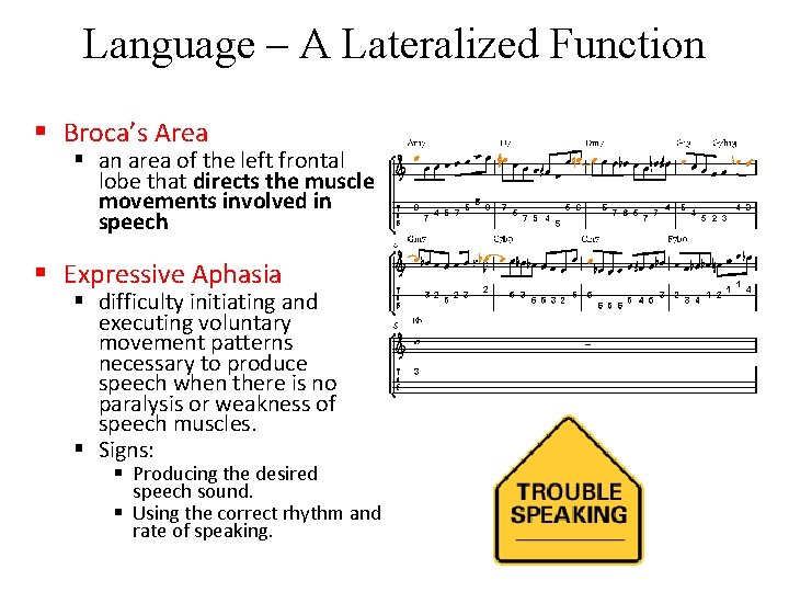 Language – A Lateralized Function § Broca’s Area § an area of the left