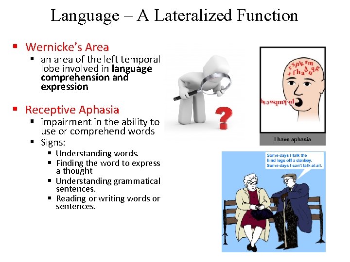 Language – A Lateralized Function § Wernicke’s Area § an area of the left