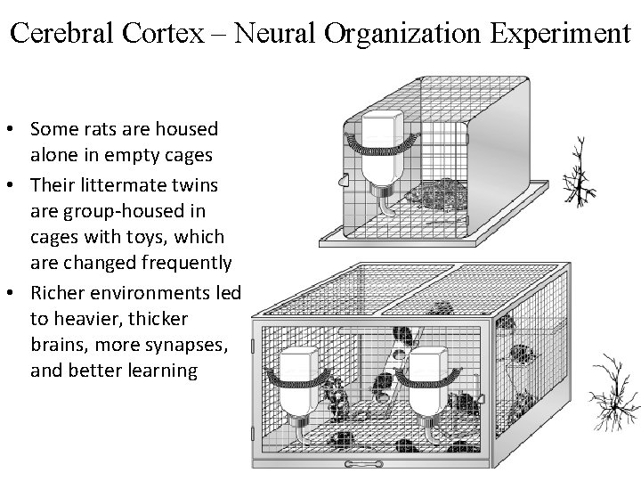 Cerebral Cortex – Neural Organization Experiment • Some rats are housed alone in empty