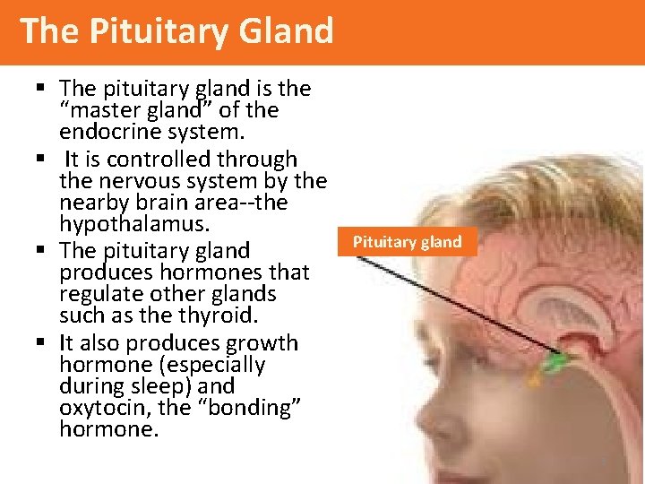 The Pituitary Gland § The pituitary gland is the “master gland” of the endocrine
