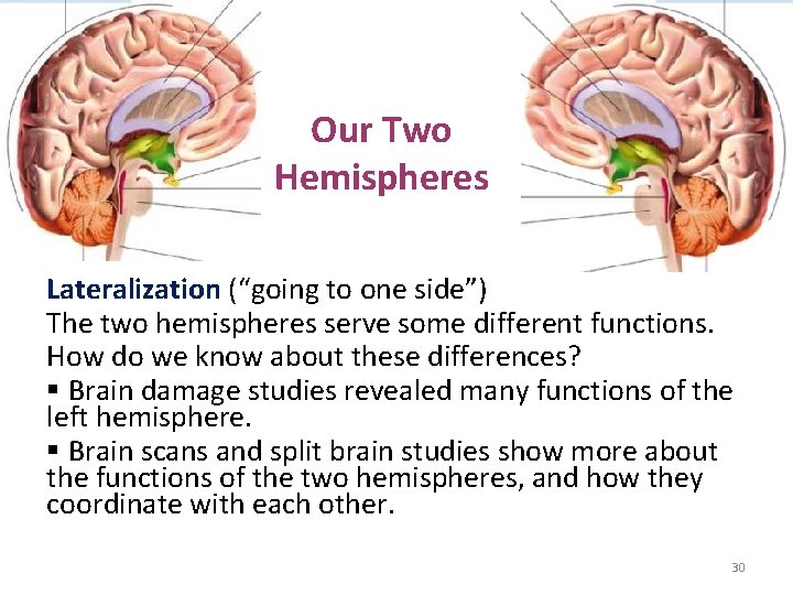 Our Two Hemispheres Lateralization (“going to one side”) The two hemispheres serve some different