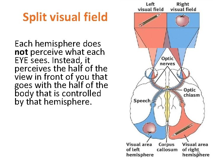 Split visual field Each hemisphere does not perceive what each EYE sees. Instead, it