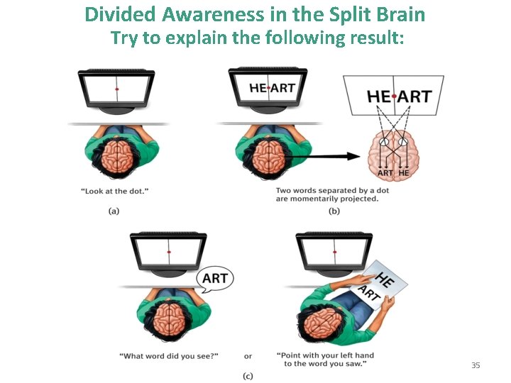 Divided Awareness in the Split Brain Try to explain the following result: 35 