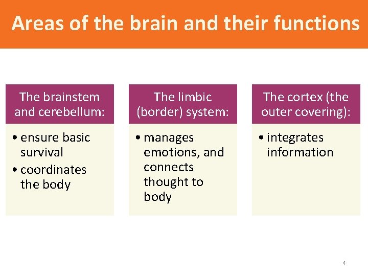 Areas of the brain and their functions The brainstem and cerebellum: The limbic (border)