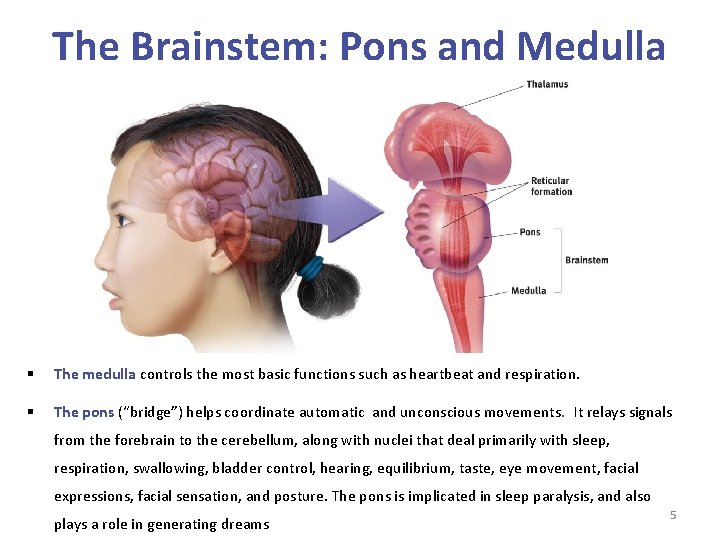 The Brainstem: Pons and Medulla § The medulla controls the most basic functions such