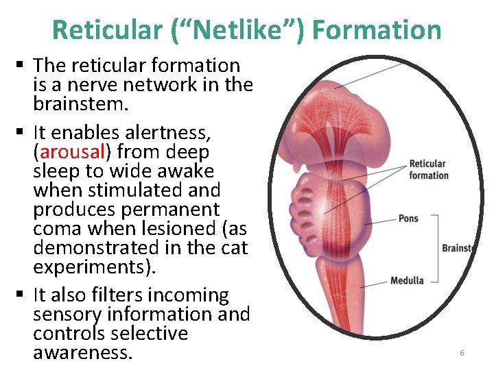 Reticular (“Netlike”) Formation § The reticular formation is a nerve network in the brainstem.