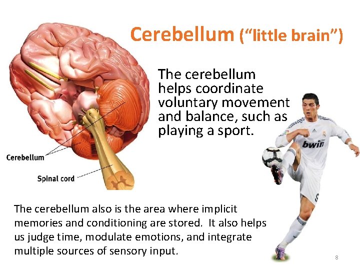 Cerebellum (“little brain”) The cerebellum helps coordinate voluntary movement and balance, such as playing