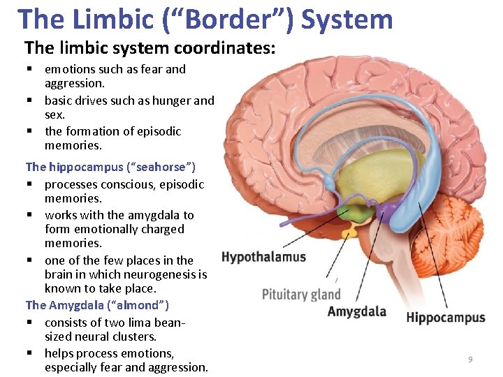 The Limbic (“Border”) System The limbic system coordinates: § emotions such as fear and
