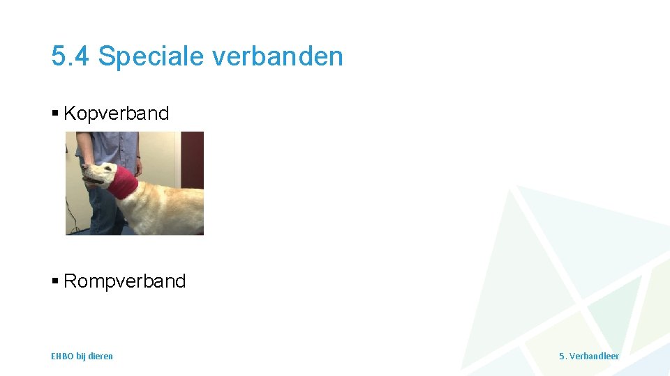 5. 4 Speciale verbanden § Kopverband § Rompverband EHBO bij dieren 5. Verbandleer 